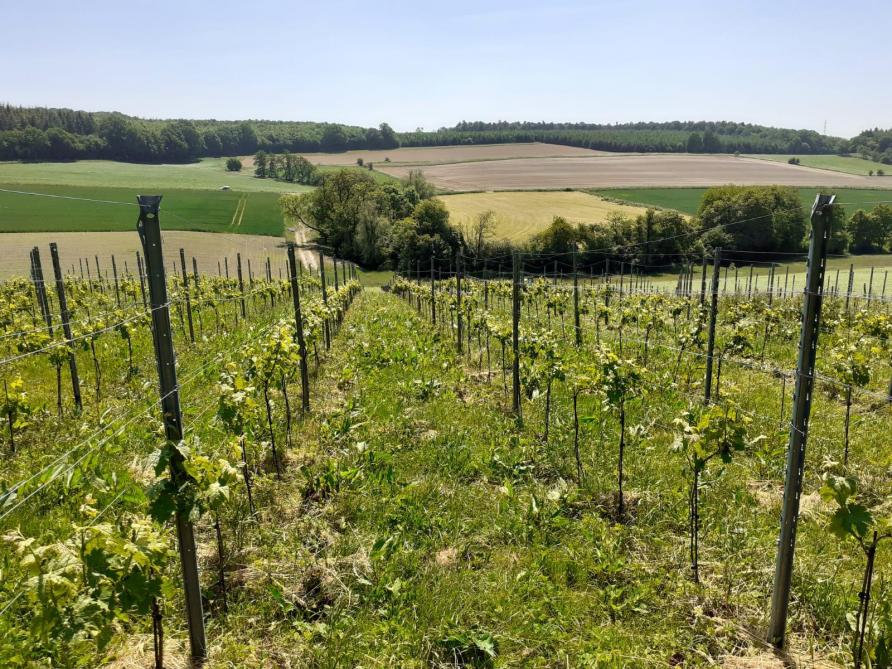 Le Clos de Bousale planté en 2020 par Arnaud Van Daele, agriculteur huttois et Benoît Haag, développeur d