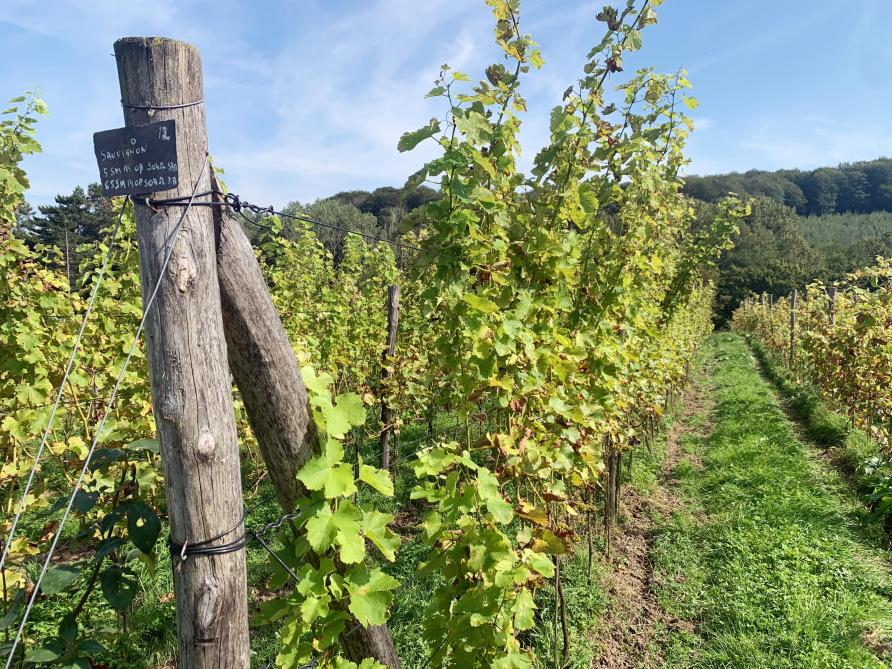 Oze-le-Vignoble, une parcelle expérimentale à Floreffe.