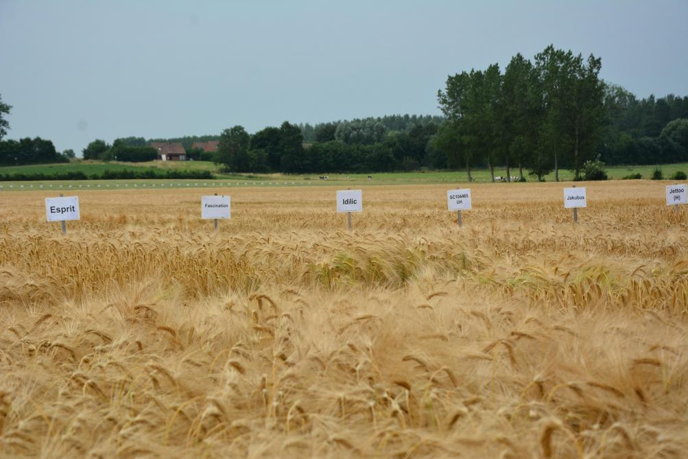 Tant les variétés connues que les nouveautés prennent place dans les essais.  Ainsi, sur les 36 lignées et hybrides, huit connaissaient leurs premiers semis.