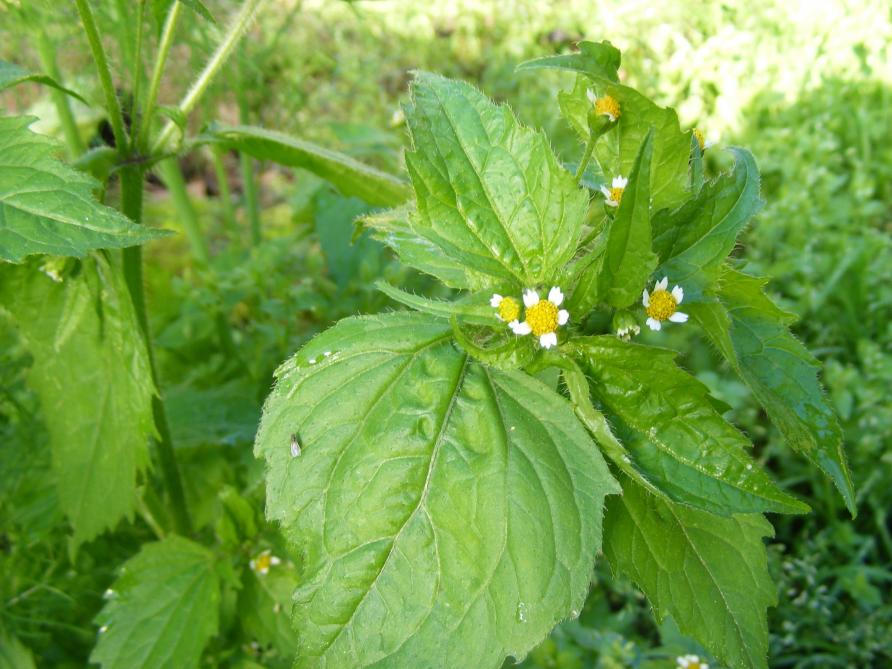 Certaines adventices sont particulièrement compliquées à maîtriser en maraîchage. Les cultures intermédiaires sont une des méthodes efficaces. En étouffant les jeunes plantes de galinsoge, celles-ci n'arrivent pas à se développer.