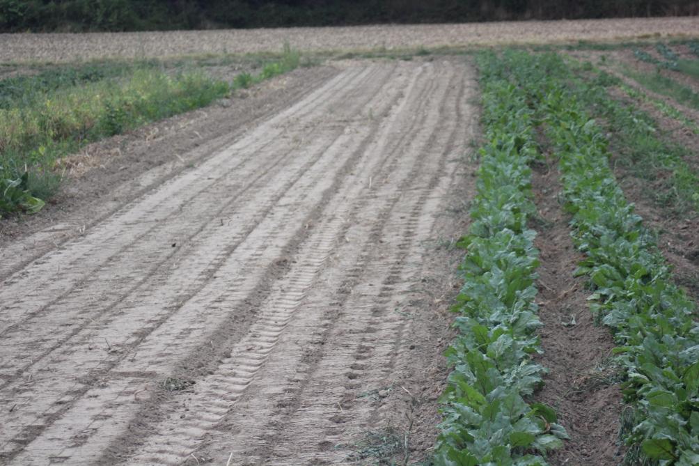 Les sols sont secs en mains endroits. Rouler avant le semis pour avoir une bonne régularité de travail des petits semoirs maraîchers, puis rouler après le semis pour favoriser  la germination des cultures semées.