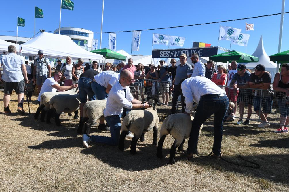 Le samedi matin, les éleveurs ovins seront en représentation avec leurs animaux.