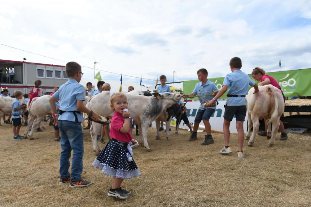 Durant le concours des enfants, quelque 17 veaux seront présentés par une quarantaine d’enfants.