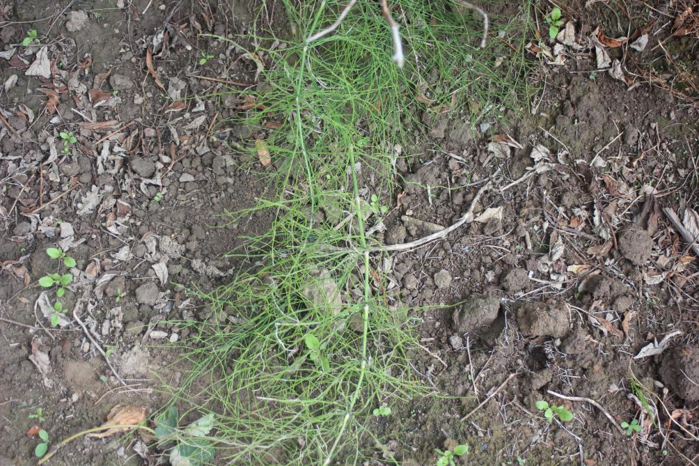 La prêle des champs (Equisetum arvense) est fréquente en Wallonie. Elle se développe très bien dans les terres fertiles  de nos potagers.