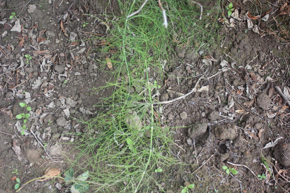 La prêle des champs (Equisetum arvense) est fréquente en Wallonie. Elle se développe très bien dans les terres fertiles de nos potagers.