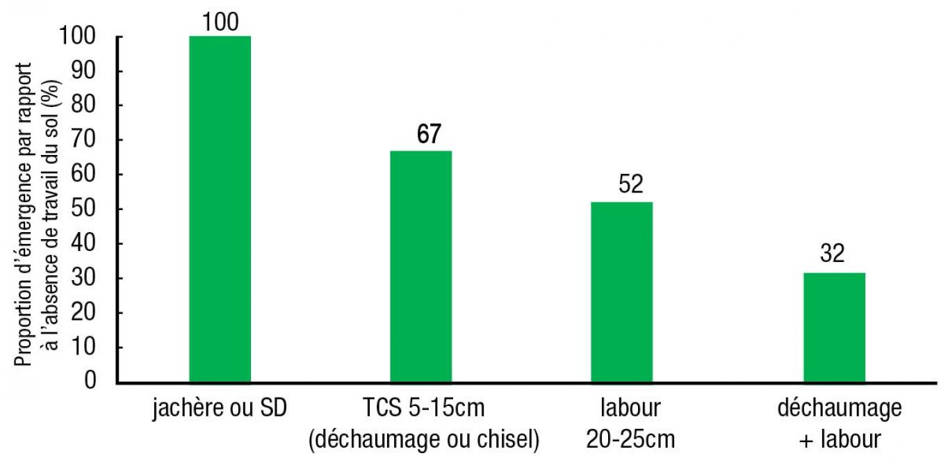 Figure 1: émergence du parasitoïde au printemps dans le froment suivant un colza, selon différentes modalités de travail du sol (SD: semis direct, TCS: techniques culturales simplifiées).