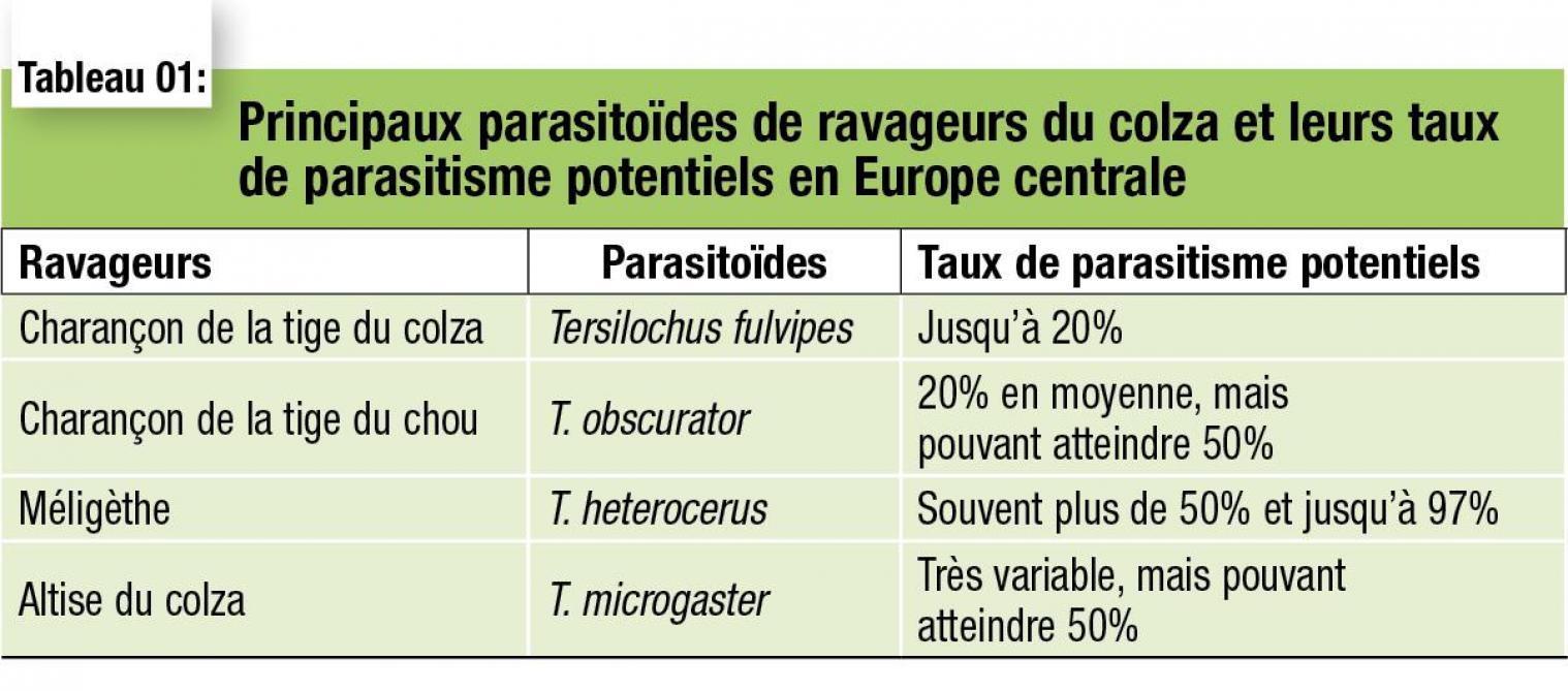 33-Principaux parasitoïdes de ravageurs du colza et leurs taux de parasitism