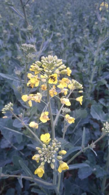 La variété de colza précoce Es Alicia  permet de détourner les méligèthes  de la variété d’intérêt encore  en boutons.