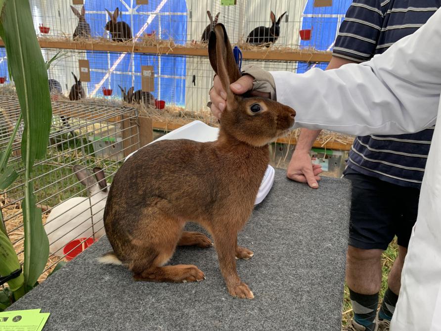 Les expositions d’animaux font le bonheur des petits et des grands sur une foire  qui se veut un grand rendez-vous familial.