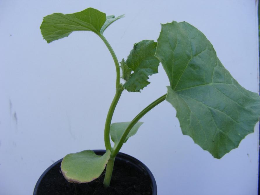 La première taille est décidée lorsque le melon forme sa 4 ème vraie feuille.