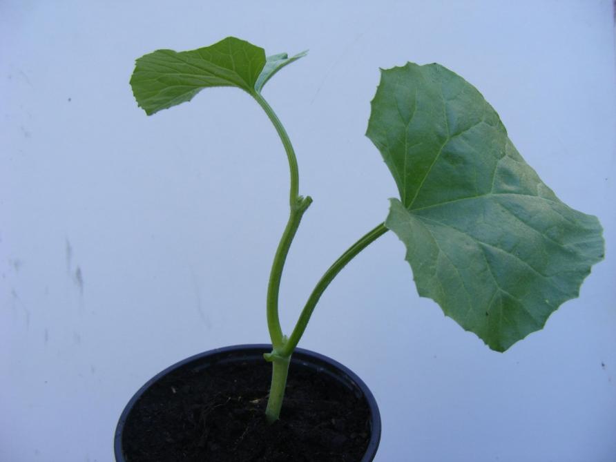 Pour les variétés anciennes, au stade  d’apparition de la 4 ème  feuille, le melon  est taillé pour ne laisser que deux feuilles. Les feuilles cotylédonaires sont enlevées. A l