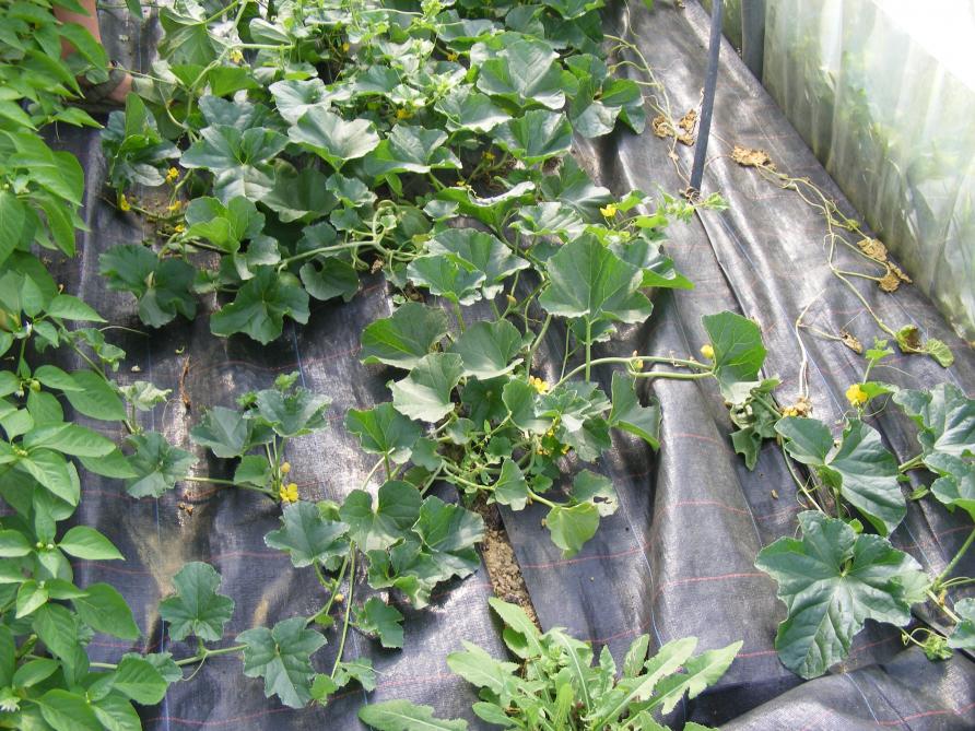 La culture peut être menée verticalement en serre. Mais la culture à plat se justifie aussi, notamment en bordure, près de la bâche de couverture. Le melon peut alors suivre une production hâtive de fraises, par exemple.