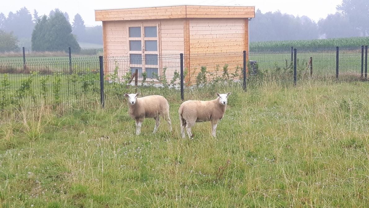 La production ovine attire des jeunes. Cette caractéristique est typique de l’élevage ovin.  L’âge médian en agriculture est de 58 ans, soit près de 10 ans en plus que les bergers wallons.