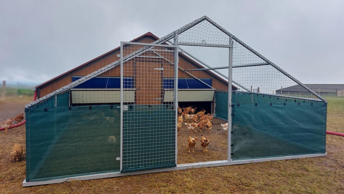 La volière déplaçable Cabi Air permet aux volailles d’accéder  à un parcours plein air même en période de confinement.