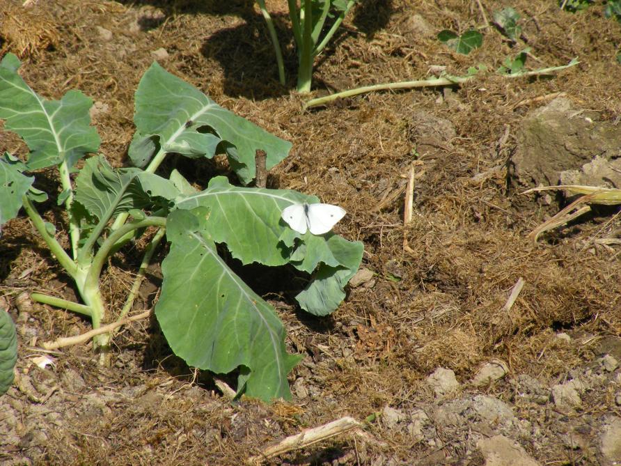 Attention aux papillons au jardin.  Il faut inspecter le feuillage des choux.