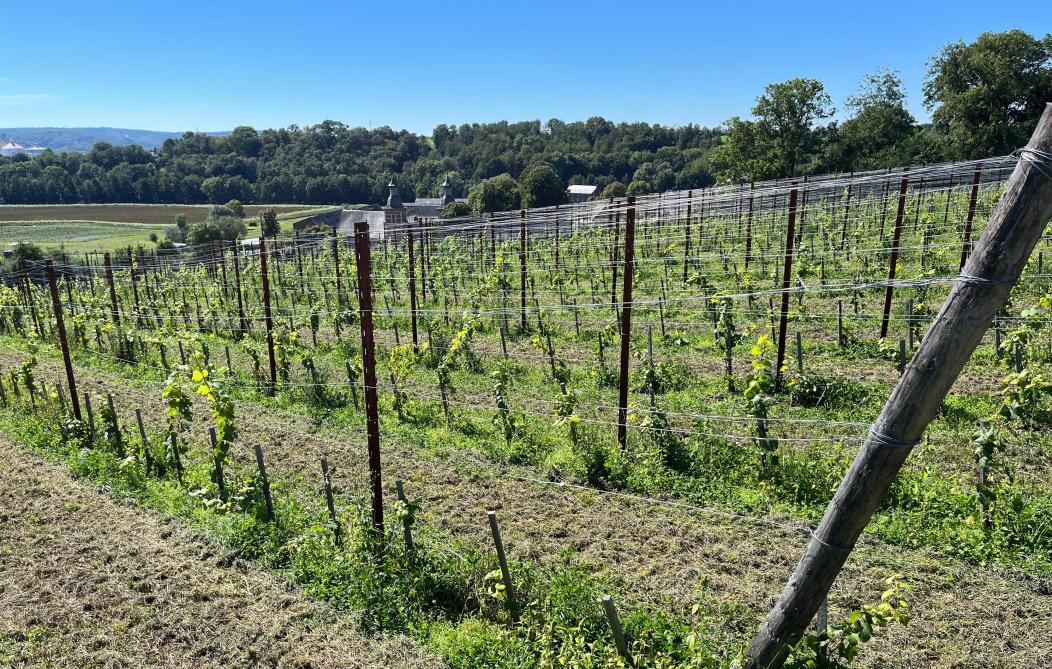 Dans le vignoble, les plantations ont débuté en 2021.  Les premières bouteilles seront produites en 2024 et 2025.