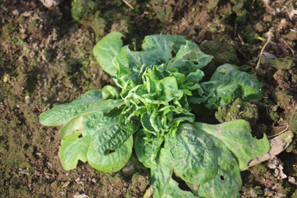 La salinité peut entraîner une déformation des plantes.