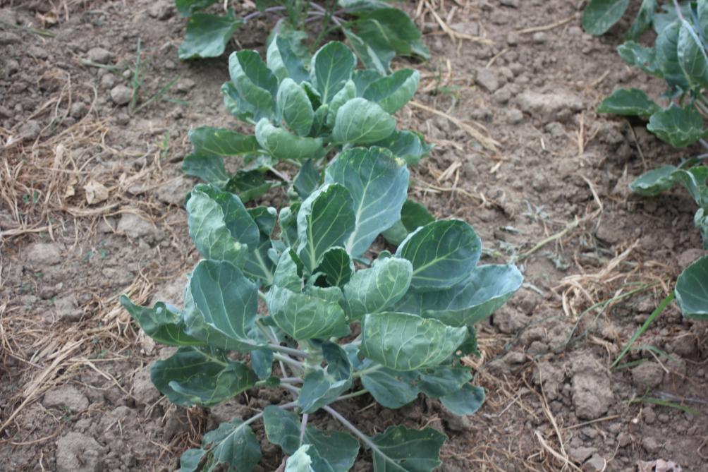 Les feuilles présentant une forme de cuillère sont un signal d