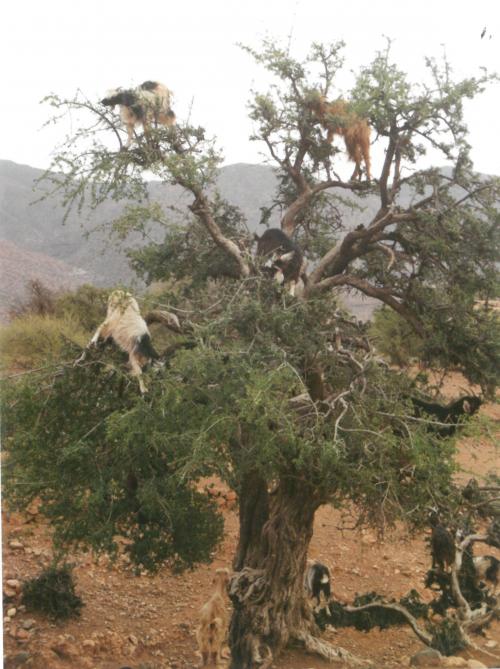 Les arganiers hébergent bien souvent des visiteurs improbables :  des chèvres venant brouter leur feuillage.