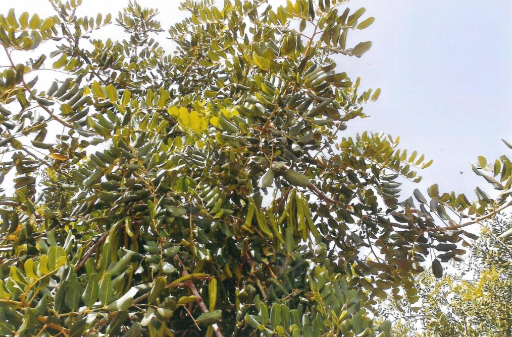 Cultivé depuis 2.000 ans dans la zone méditerranéenne, le caroubier se distingue  notamment par ses feuilles persistances, composées de 6 à 8 folioles ovales.