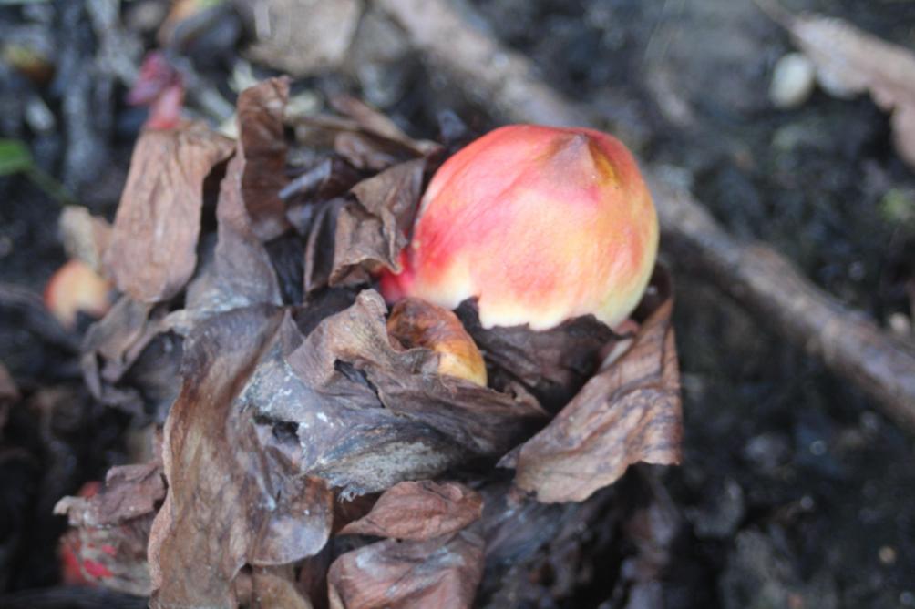 Les bourgeons démarrent leur croissance pour produire les feuilles ensuite récoltées.