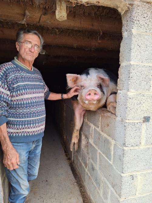 Henri Stas et Bibi, un porc de plus de 380 kg.