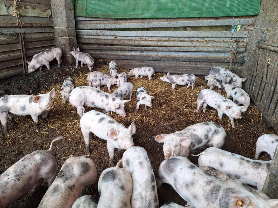 Henri Stas est le dernier sélectionneur de porcs Piétrain dans le Brabant wallon.