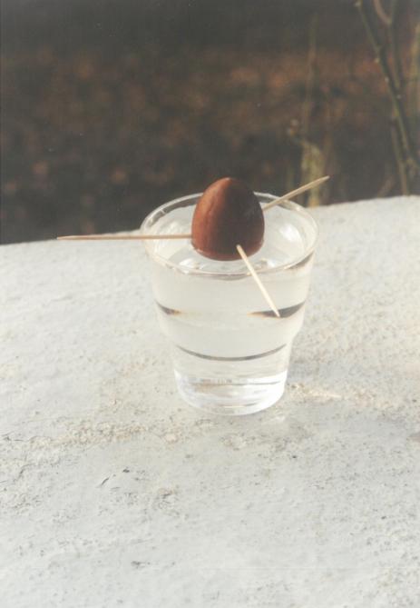 ... sera placé sur un récipient rempli d’eau et immergé de moitié. Il ne reste qu’à attendre sa germination !