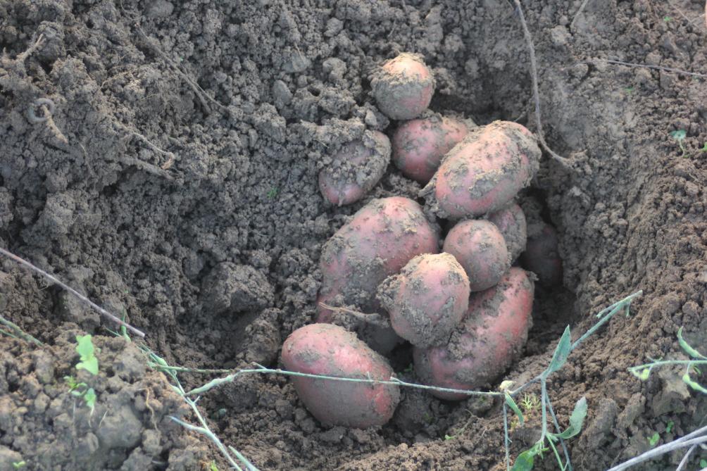 Les récoltes tardives de pommes de terre et de haricots sont généreuses, contrairement aux cultures hâtives.