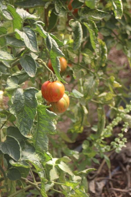 La maturation des tomates peut se poursuivre après récolte, à une vingtaine de degrés, avec ou sans lumière.