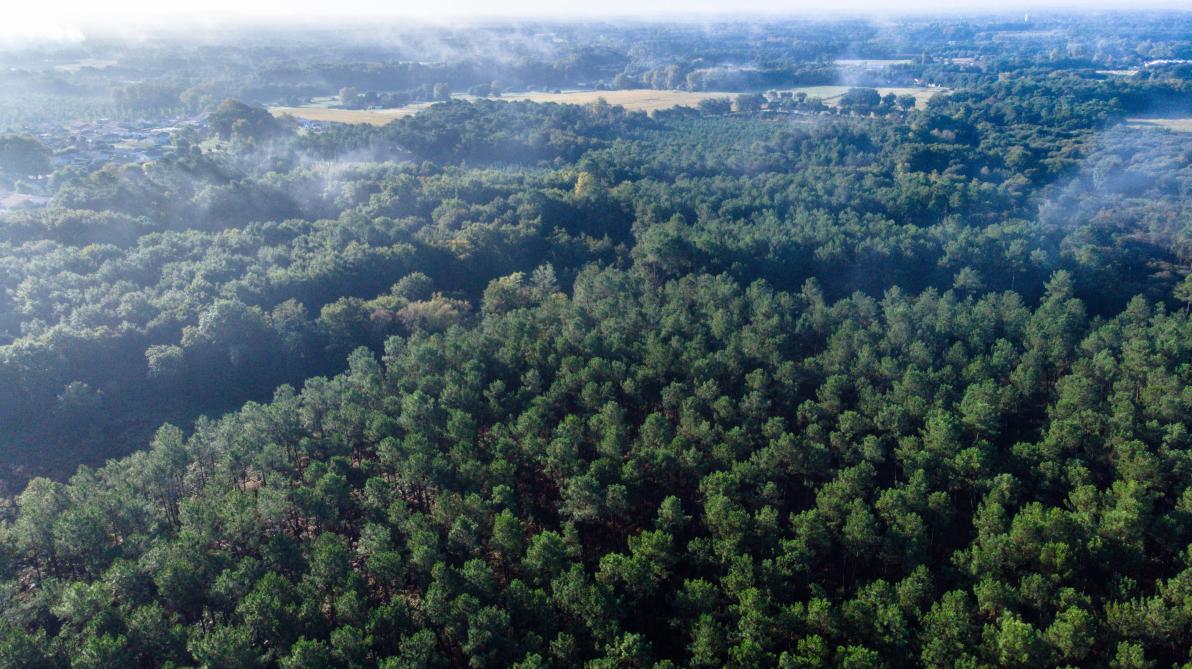 La forêt constitue un marché qui a augmenté de 140% en l’espace de dix ans.  Le prix moyen à l’hectare se situe autour de 4.600 €, en hausse de 4,2 % par rapport à 2021.