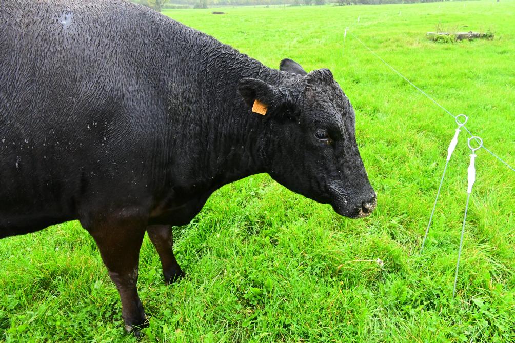 Au niveau de leur caractère, l’éleveuse assure qu’il s’agit d’animaux très calmes et faciles  à domestiquer.