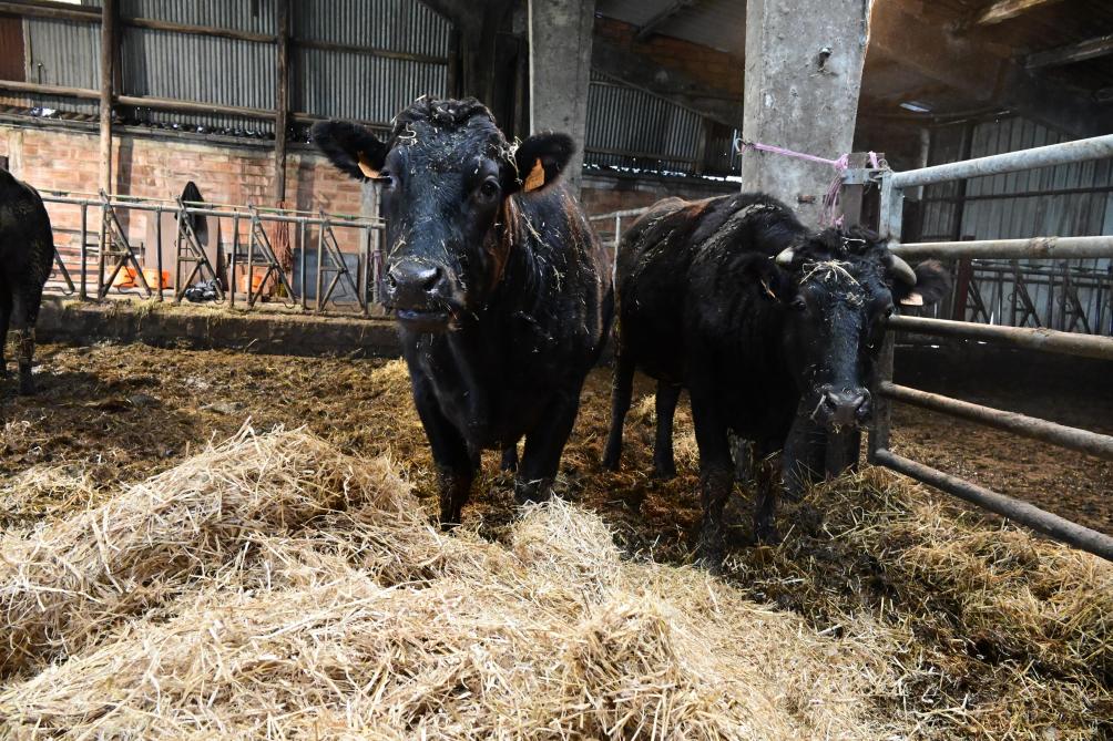 Les vaches pèsent 500 kg. Cela peut monter à 800 kg pour un bœuf de trois ans, soit l’âge auquel ils sont abattus.