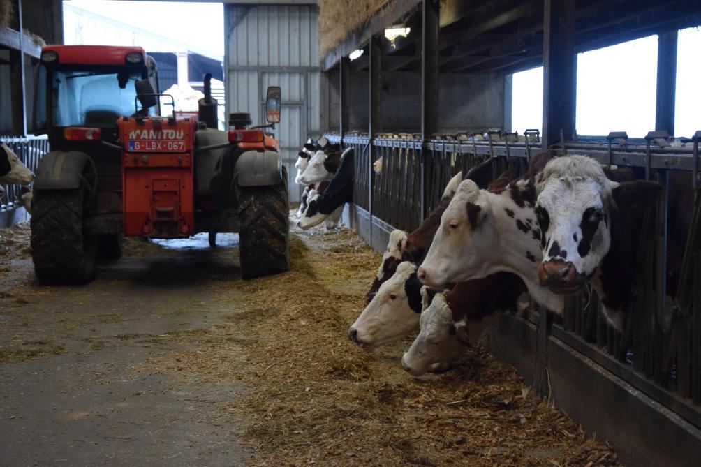 En 2019, les vaches montbéliardes ont investi la ferme.
