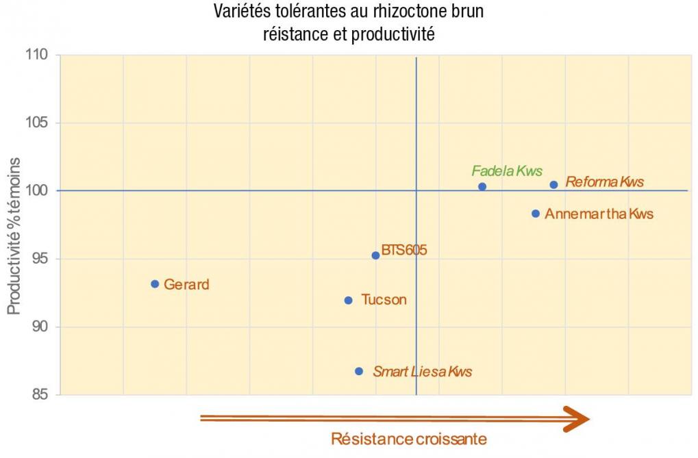 Figure 3: tolérance des variétés au rhizoctone brun (2022-2023). «Outre le rendement, le choix doit se porter sur la tolérance à la pourriture en fonction de la parcelle», recommande l’Irbab. Les nouvelles variétés sur 2 ans sont renseignées en italique.