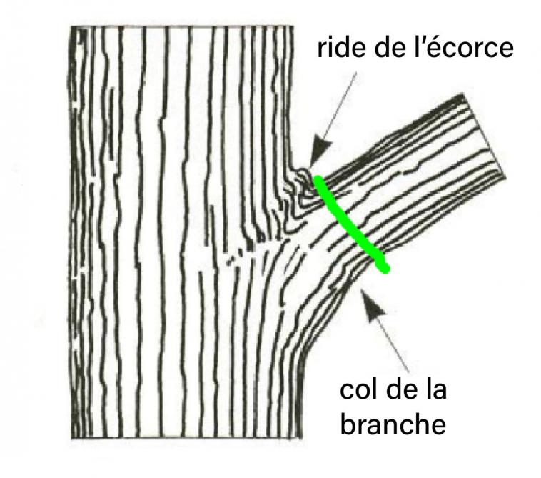 Figure 2: identification du col de la branche et de la ride de l’écorce