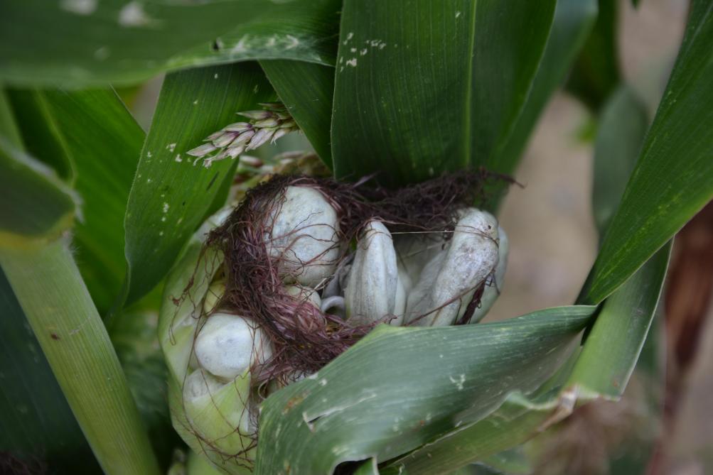 Lorsqu’il est présent sur l’épi, le charbon est source de multiples influences négatives  et touche le rendement en matière sèche, la valeur alimentaire  et l’appétence du maïs fourrage.