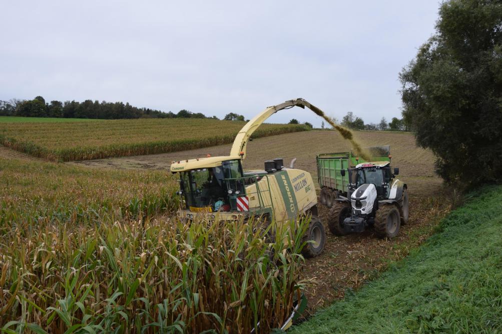 Attention à la précocité des variétés choisies : il convient d’atteindre, à la récolte,  une teneur en matière sèche optimale comprise entre 32 et 36 %.