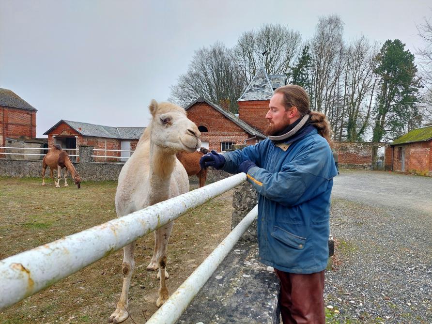 Geoffrey et  Jonathan font plusieurs fois par semaine l’aller-retour entre la région liégeoise et le nord de la France pour rendre visite à leurs animaux actuellement basés au Fay.  Ils espèrent pouvoir les installer en Wallonie.