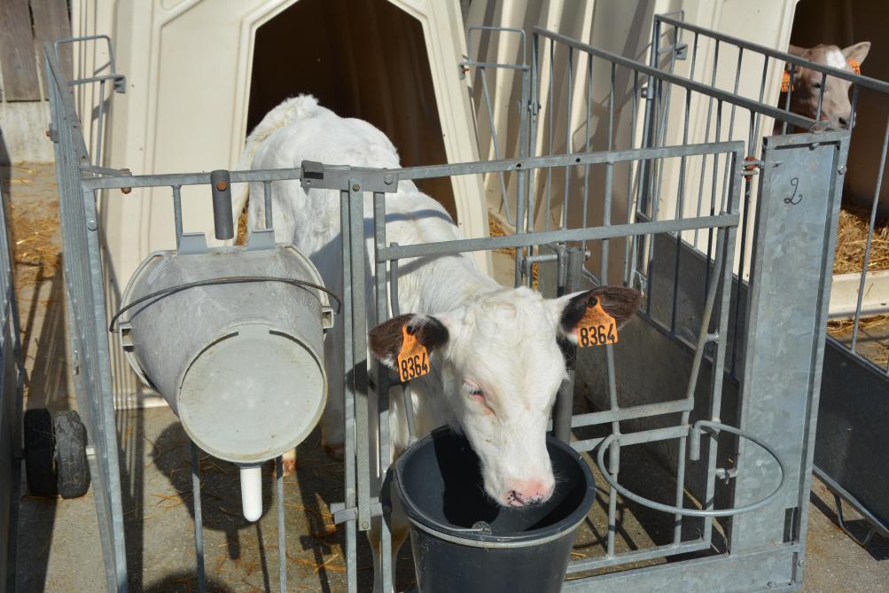 Les veaux mâles issus d’un croisement Holstein-BBB  se vendent environ trois plus chers que les mâles Hosltein « purs ».