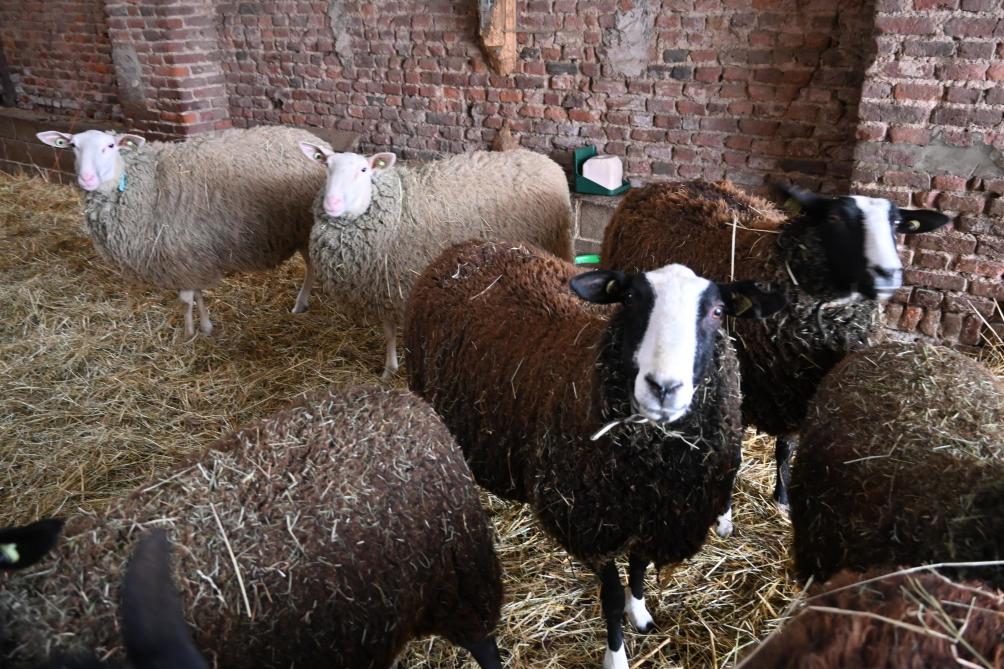 Les Zwartbles se trouvent sur un autre site avec les agnelles laitières de renouvellement.