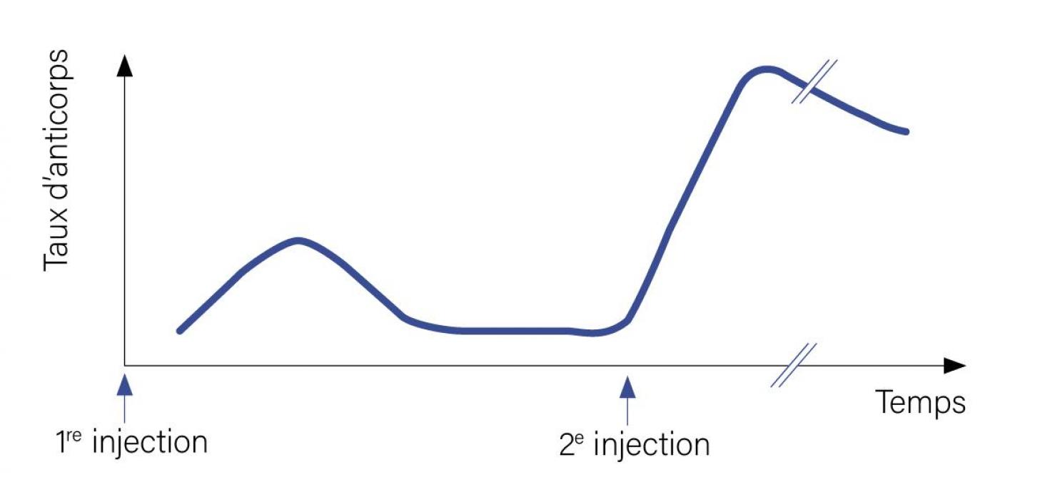 Figure 2: dynamique de production des anticorps suite à l’administration des deux doses vaccinales d’un protocole de primovaccination.