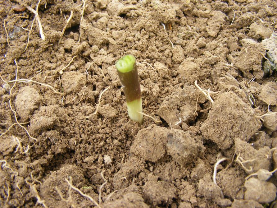 Le plant de ciboulette est planté dans une partie du jardin bien drainée.