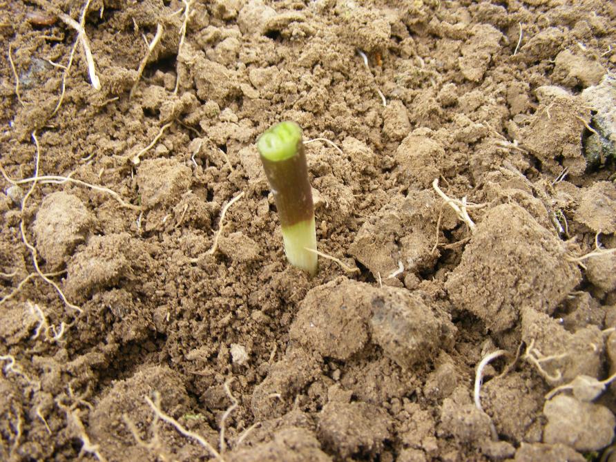 Le plant de ciboulette est planté dans  une partie du jardin bien drainée.