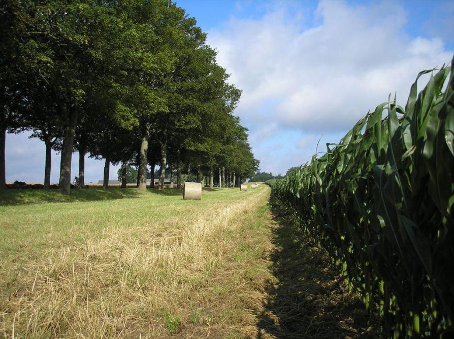 Après plusieurs années  de désamour, les tournières enherbées renouent avec  le succès, en témoigne  la hausse de 21 %, entre 2022 et 2023, des superficies  qui leur sont consacrées.