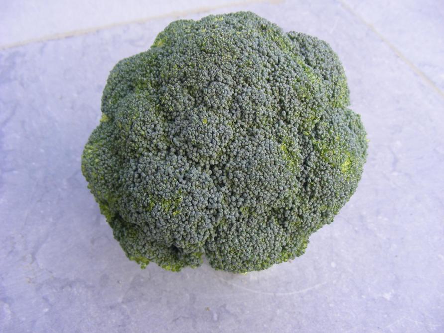 La pomme du brocoli est compacte. Il faut récolter lorsqu’elle commence à jaunir.