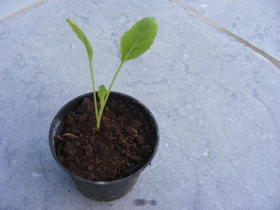 Les plantes sont élévées en mottes pressées ou en godets jusqu'au stade 4 à 5 feuilles. Elles pouront alors être plantées au potager.