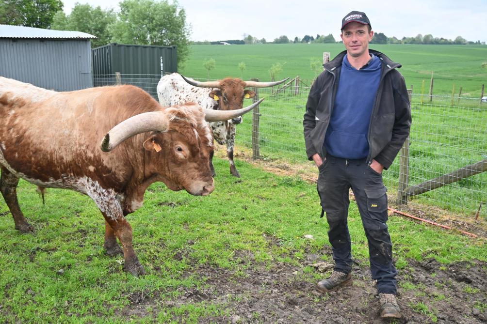 Les Texas longhorn peuvent changent de couleur en grandissant, et à 3 semaines, on voit déjà les cornes qui commencent à pousser.