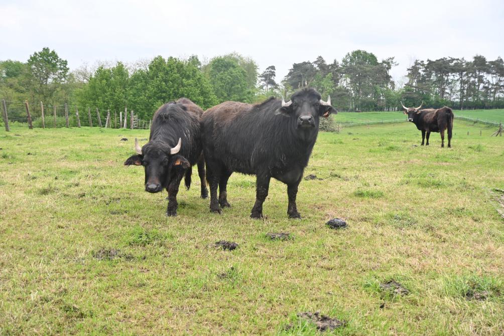 Les Bufflonne, des vaches plus connues en Italie pour la fabrication de la mozzarella. L’élevage ne possède pas de taureau, c’est juste pour le plaisir.