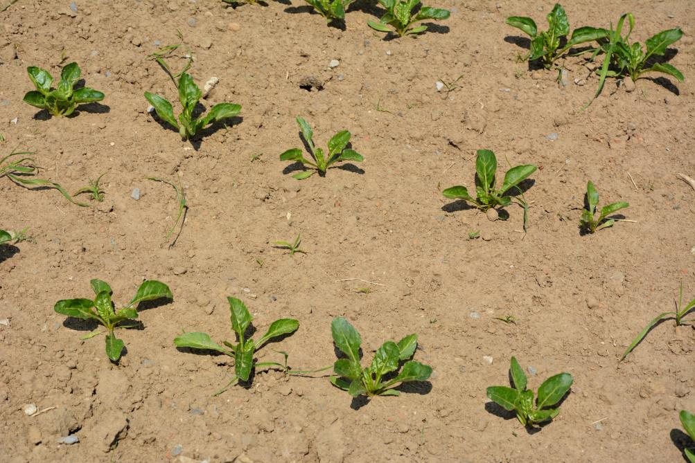 Avant d’intervenir au champ, l’Irbab rappelle qu’il est essentiel d’observer 40plantes (les deux faces et le cœur) et d’identifier la présence de pucerons.